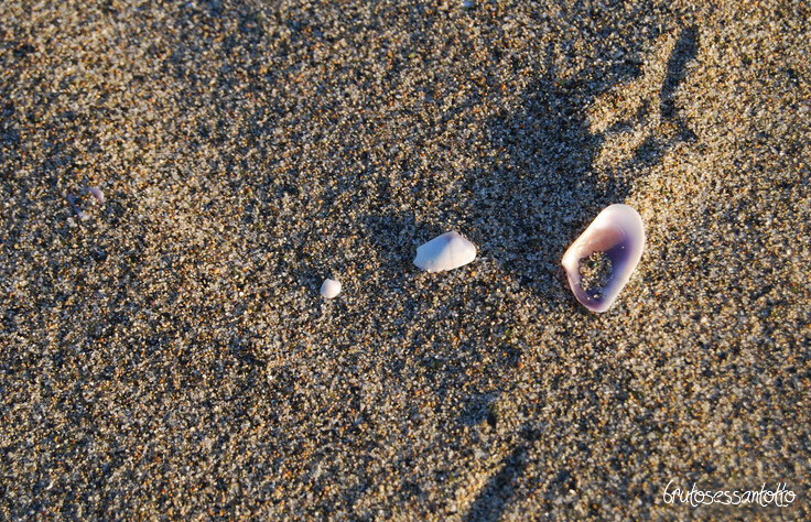 impronta sulla spiaggia con due conchiglie