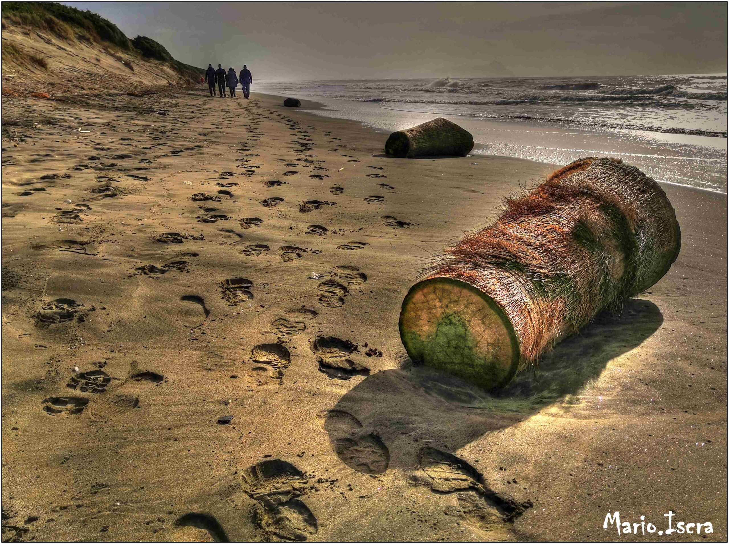 tronco sulla spiaggia inverno