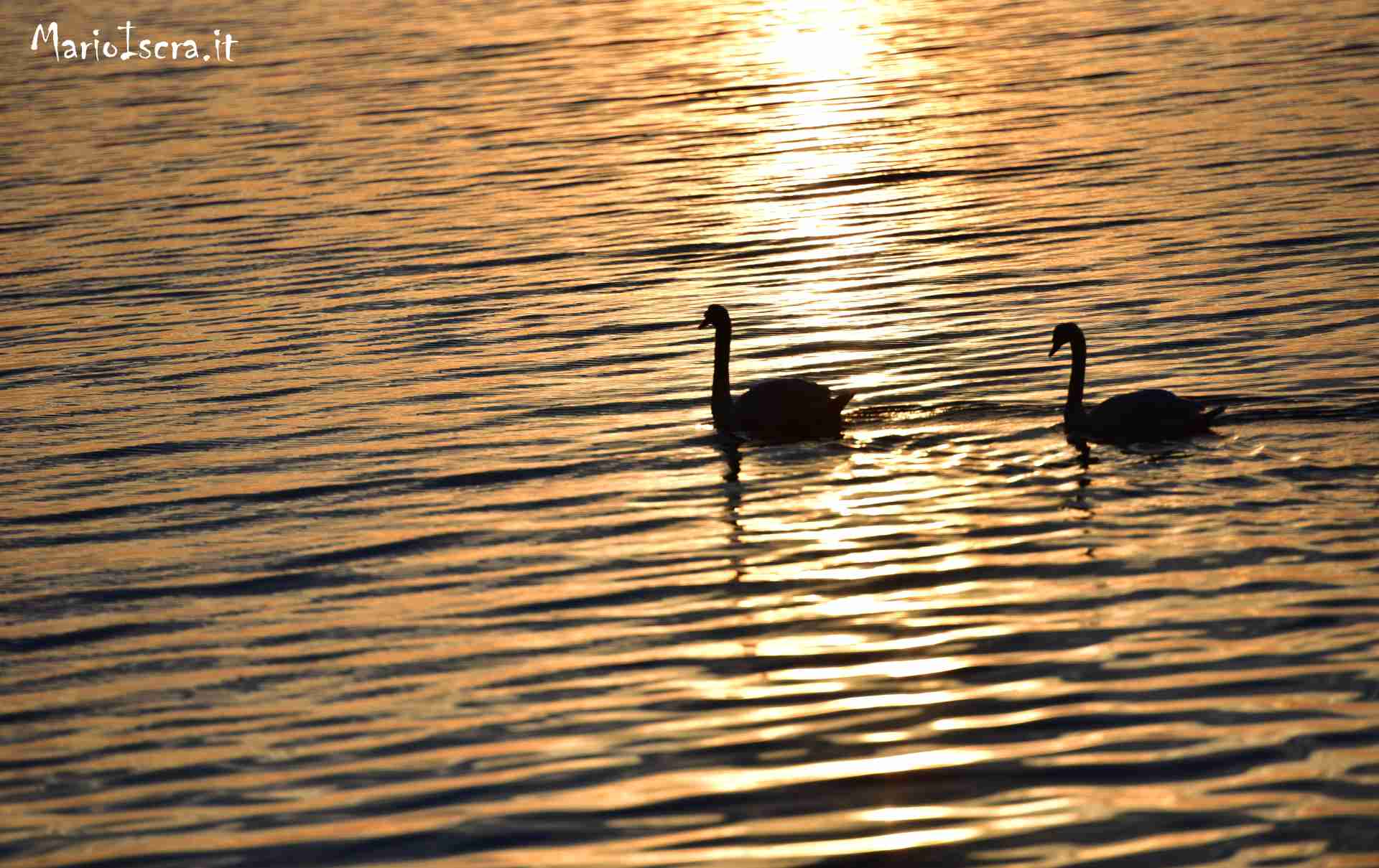 cigni al tramonto lago di logliano