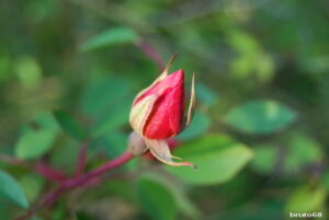 particolare rosa