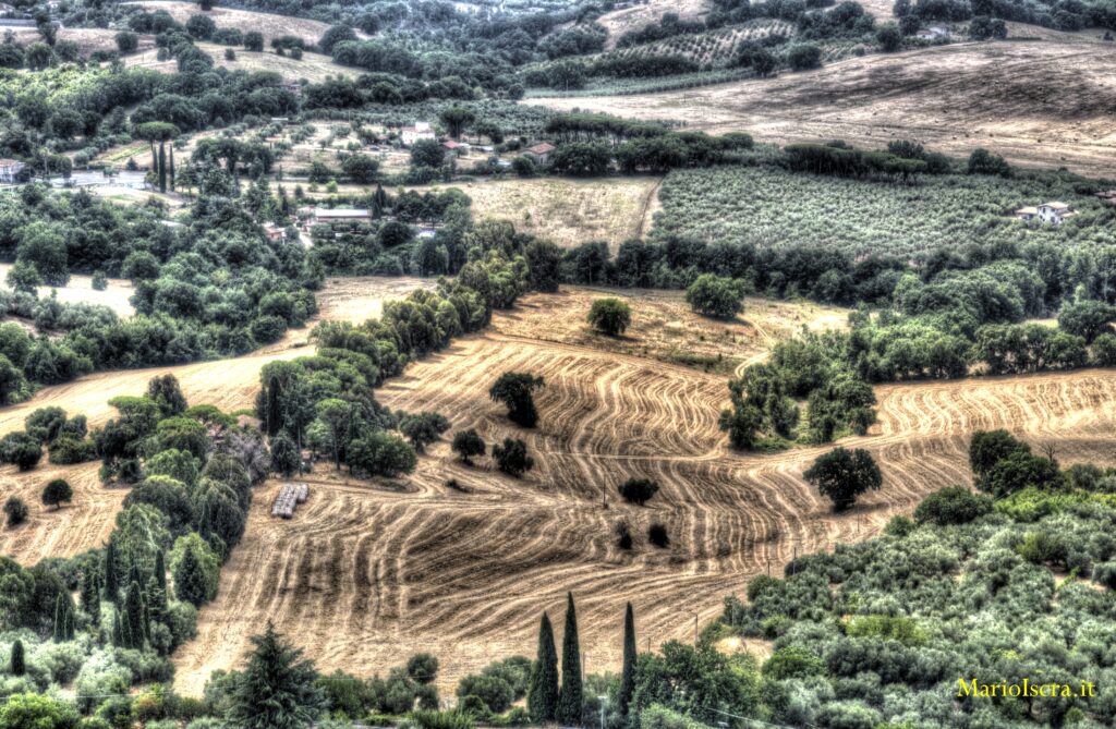 linee nel grano